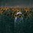 Rayyenne